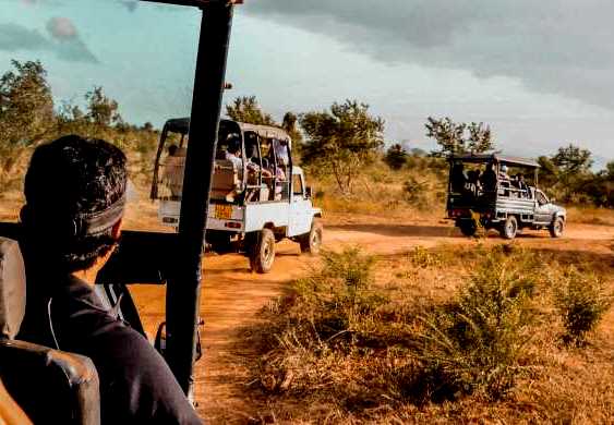 Group Safari in Udawalawe
