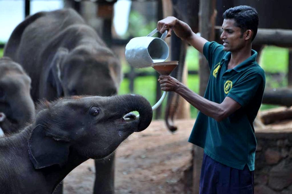 Elephant Transit Home Udawalawe Sri Lanka