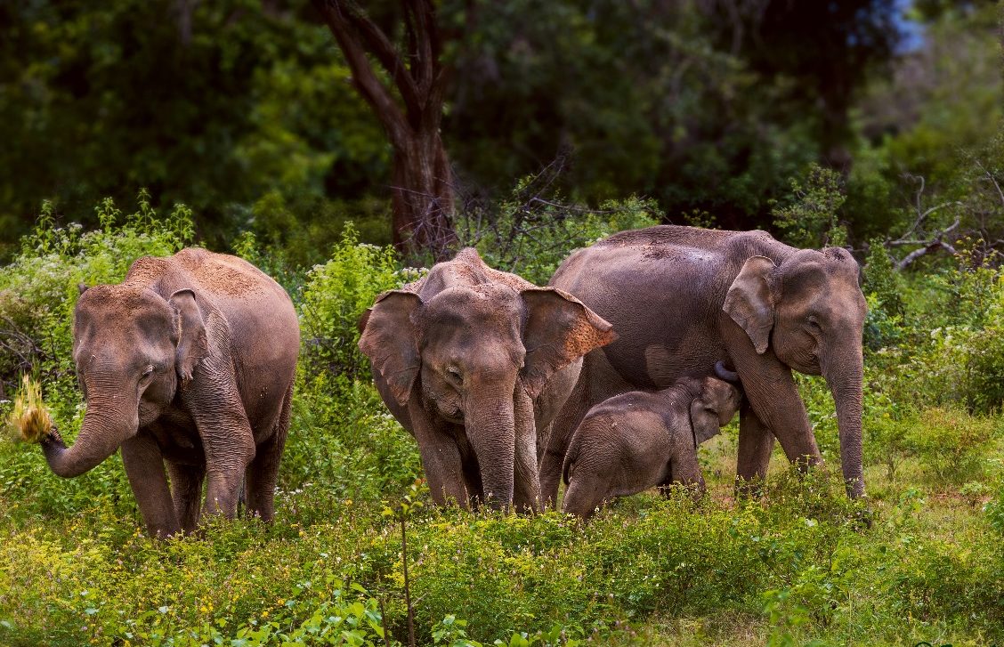 Visit to Udawalawe Hotel, Villa for Safari Adventure